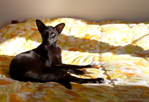 a photo of a black oriental shorthair cat