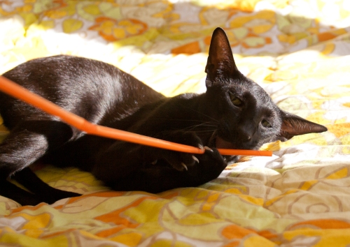 a funny photo of a black oriental shorthair cat playing with a straw