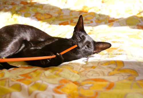 a funny photo of a black oriental shorthair cat sticking a cocktail straw into her nose while holding it with her front paws