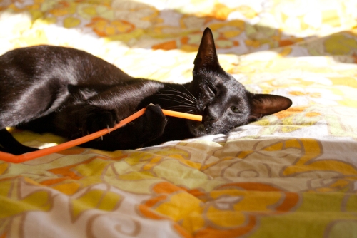 a funny photo of a black oriental shorthair cat sticking a cocktail straw into her nose while holding it with her front paws