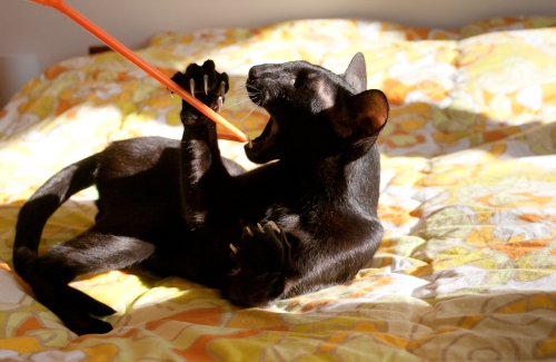 a photo of a black oriental shorthair cat with her mouth open wide playing with a straw