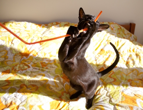 a funny photo of a black oriental shorthair cat stretching up to get a straw