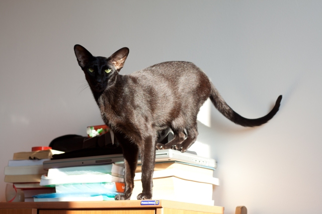 oriental shorthair black cat is posing for a photo