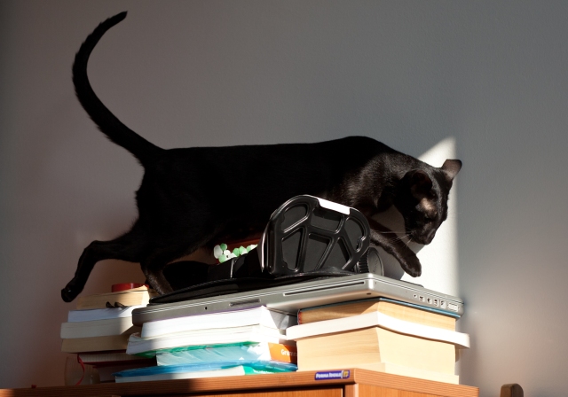 oriental shorthair black cat is climing the shelves