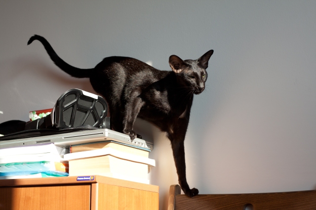 oriental shorthair black cat is climing the shelves
