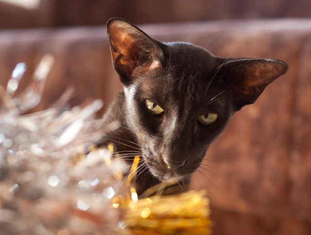 a photo of a black oriental shorthair cat who is looking for her toy