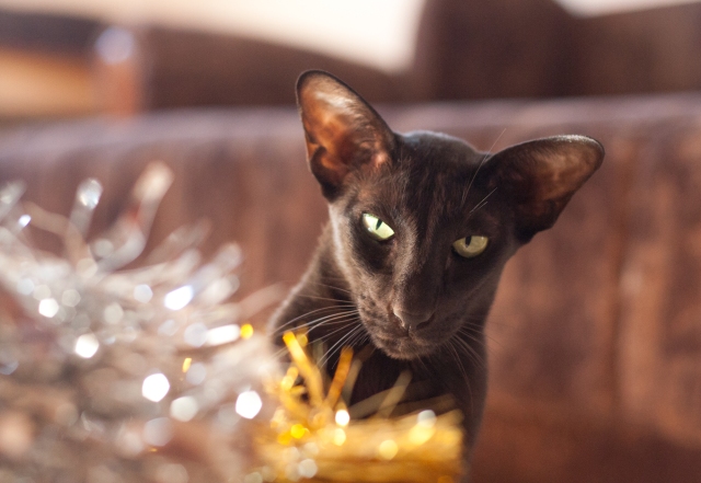 a close up portrait of a black oriental shorthair cat