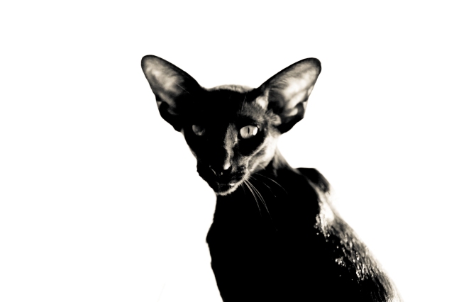 a black and white photo of a black oriental shorthair cat looking at the camera