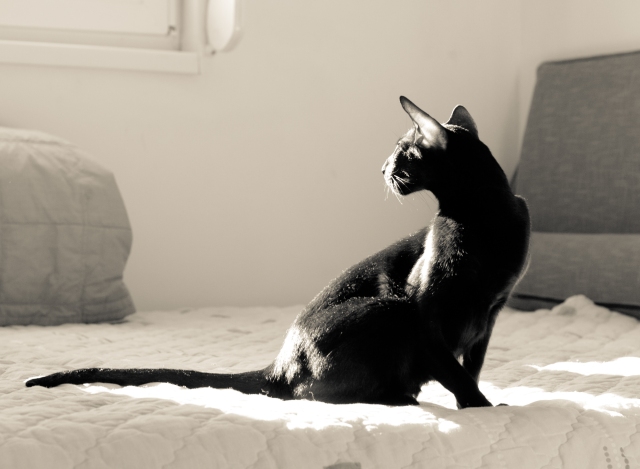 a sepia photo of a black oriental shorthair cat sitting with he head turned away to the window