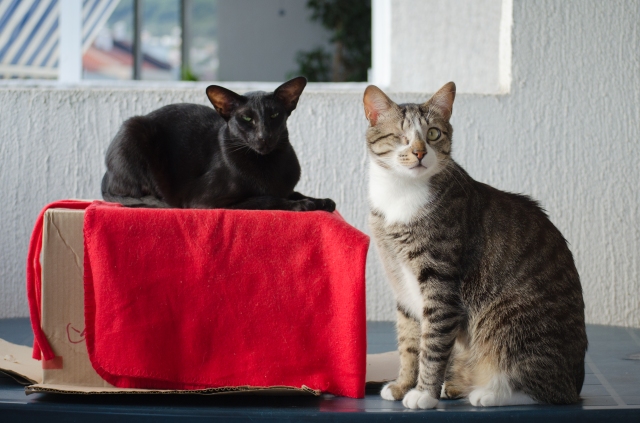 Photograph of two cats who live together and now are posing for a portrait with one cat sitting near a box and another one on a red rag that's covering the box