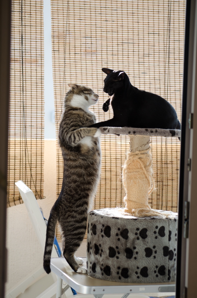 Cats playing high up on a cat scratcher